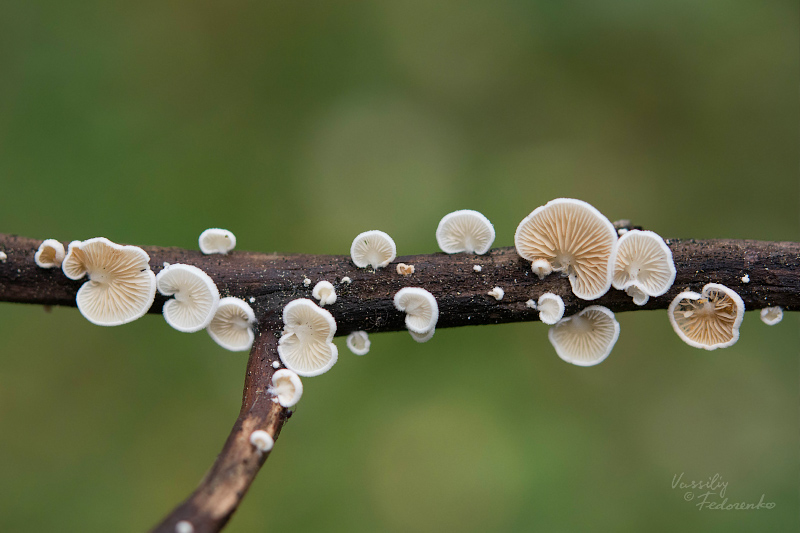 crepidotus-variabilis-01.jpg