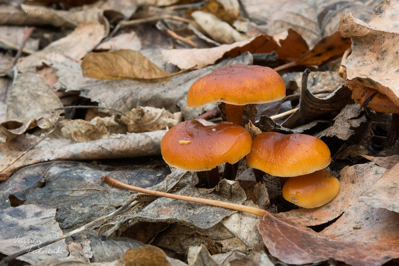 flammulina-velutipes-01.jpg