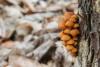 flammulina-velutipes-02_t1.jpg