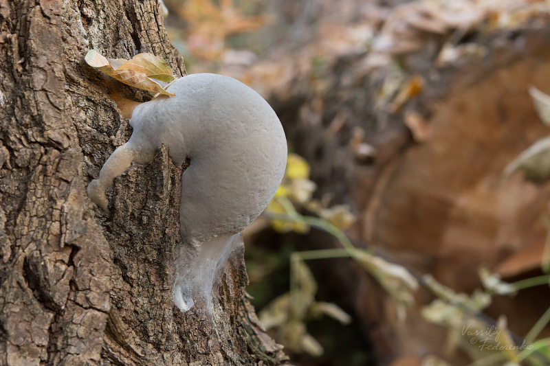fomes-fomentarius-02.jpg