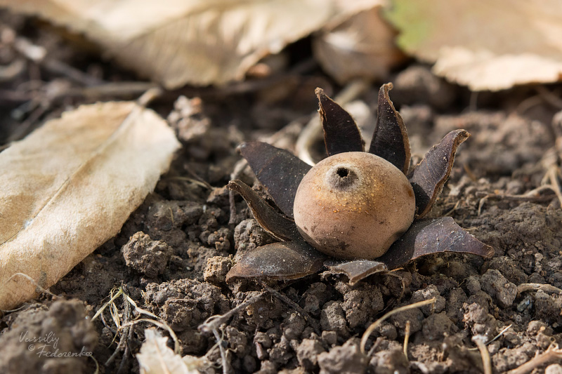 geastrum-01.jpg