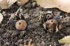 geastrum-03_t1.jpg