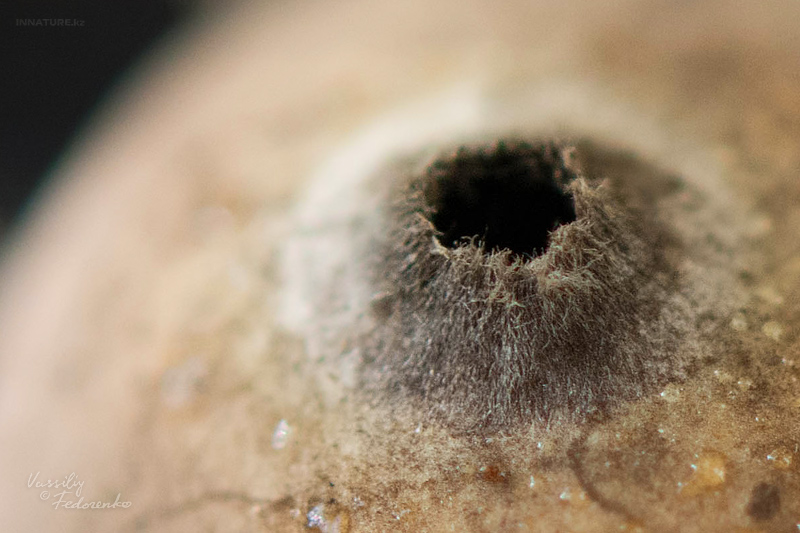 geastrum-04.jpg