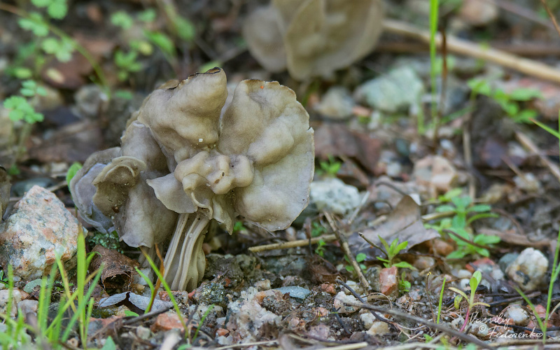 helvella-crispa-01.jpg