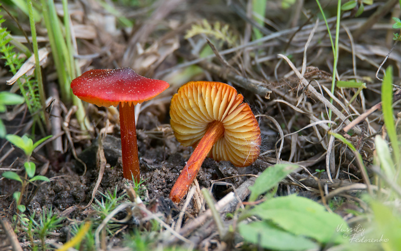 hygrocybe_01.jpg