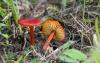 hygrocybe_01_t1.jpg