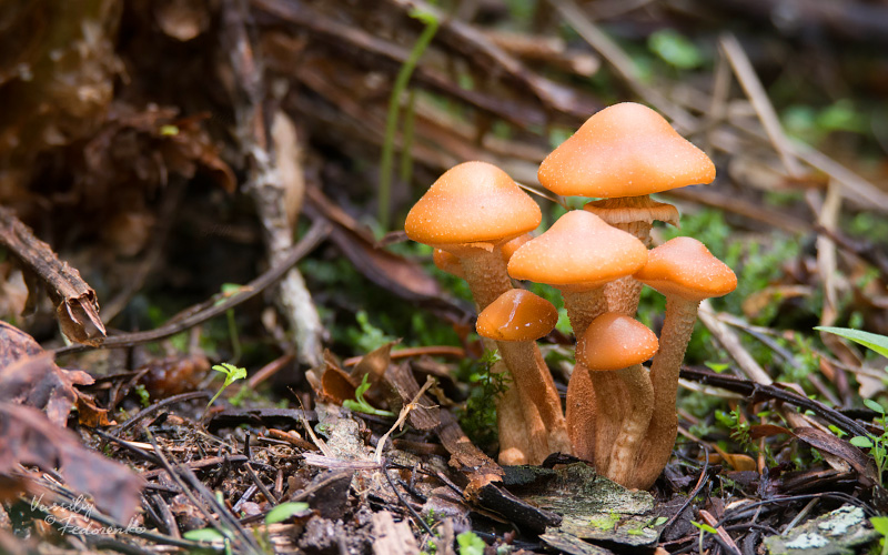 kuehneromyces-mutabilis-01.jpg