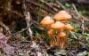 kuehneromyces-mutabilis-01_t1.jpg