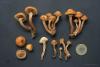 kuehneromyces-mutabilis-02_t1.jpg