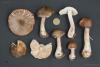 leucoagaricus-01-2_t1.jpg