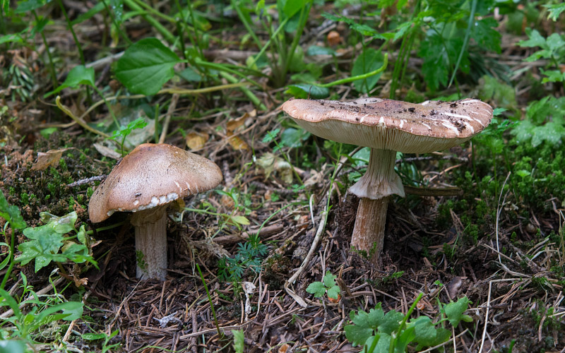 leucoagaricus-01.jpg