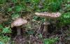 leucoagaricus-01_t1.jpg