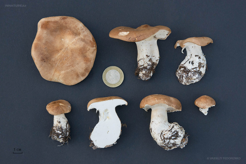 leucopaxillus-amarus-01.jpg