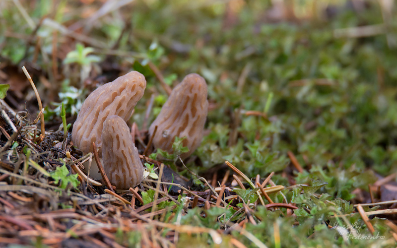 morchella-esculenta-01.jpg