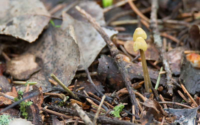 mycena-citrinomarginata-01.jpg