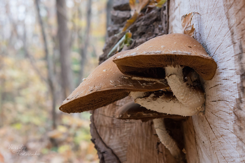 pholiota-populnea-01.jpg