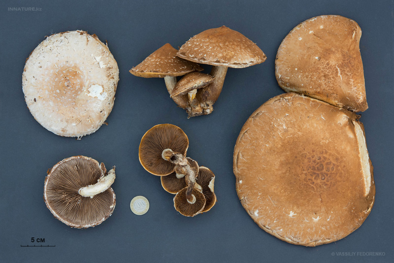 pholiota-populnea-03.jpg