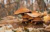 pholiota-populnea_t1.jpg