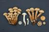 pholiota-squarrosa-2_t1.jpg