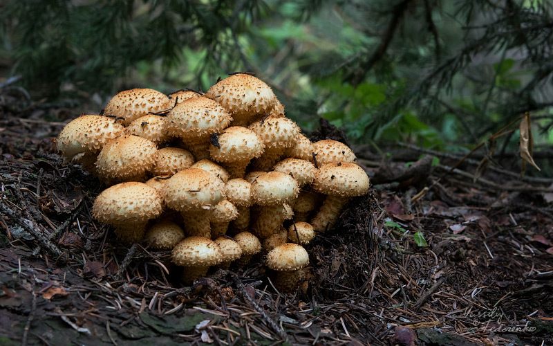 pholiota-squarrosa.jpg