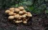 pholiota-squarrosa_t1.jpg