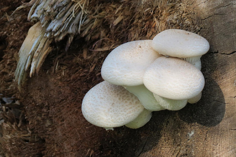 pleurotus-dryinus.jpg