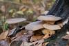 pleurotus-ostreatus-01_t1.jpg