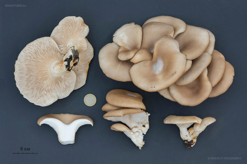 pleurotus-ostreatus-02.jpg