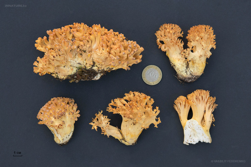 ramaria-aurea-01.jpg