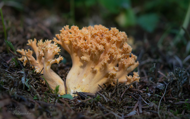 ramaria-aurea-01_1.jpg