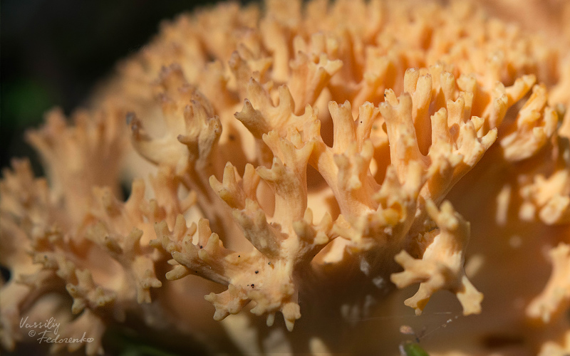 ramaria-aurea-02.jpg