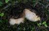 russula-delica-01_t1.jpg