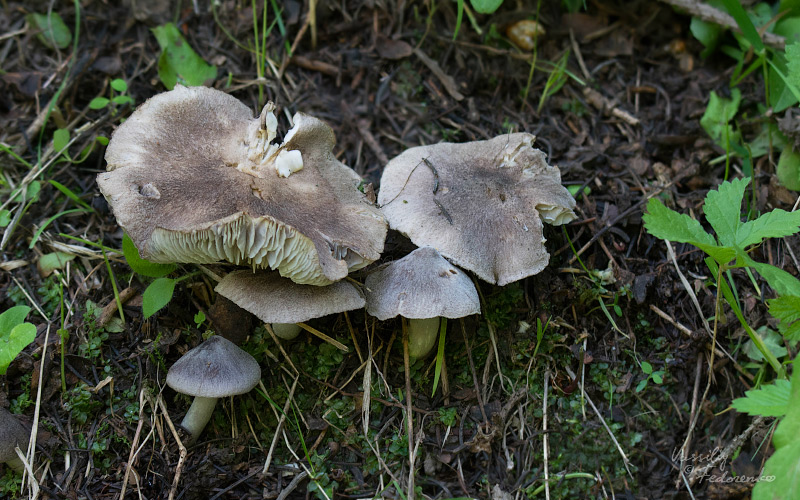 tricholoma-terreum-01.jpg