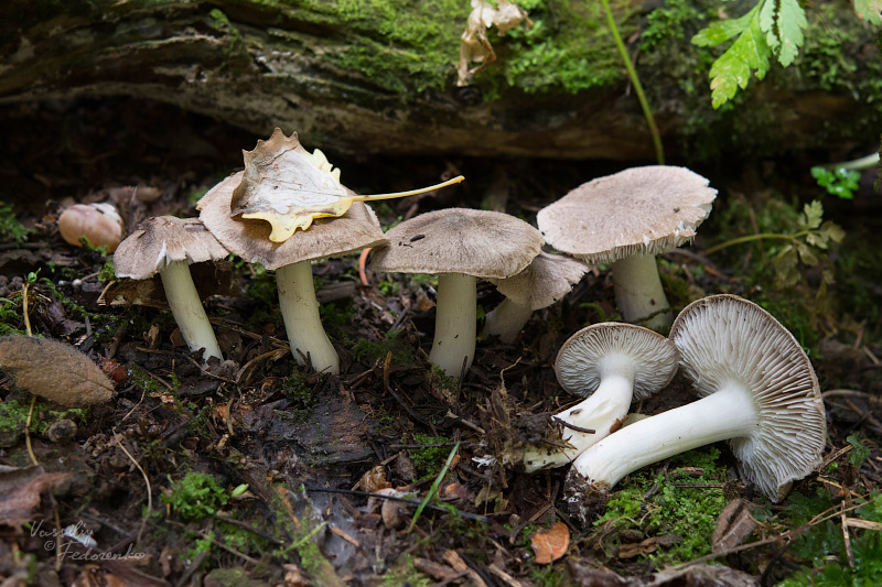 tricholoma-terreum-01_1.jpg