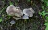 tricholoma-terreum-01_t1.jpg