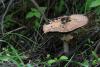 agaricus-01_t1.jpg