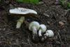 agaricus-01_t1_1.jpg