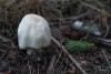 agaricus-01_t1_3.jpg