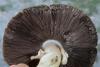 agaricus-02_t1.jpg