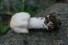 agaricus-02_t1_1.jpg