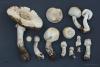 agaricus-03_t1.jpg