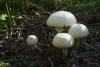 agaricus-03_t1_1.jpg