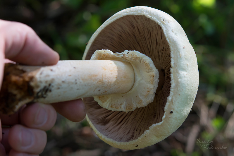 agaricus-04.jpg