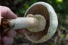 agaricus-04_t1.jpg