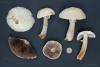 agaricus-05_t1.jpg