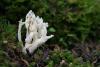 clavulina-rugosa-01_t1.jpg