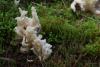 clavulina-rugosa-01_t1_1.jpg