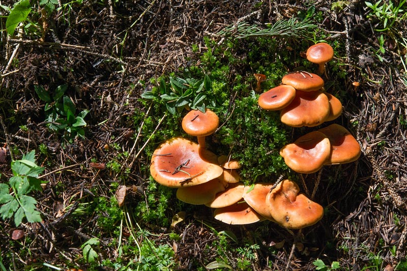 clitocybe-01_1.jpg