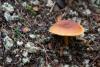 clitocybe-01_t1.jpg