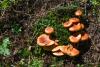 clitocybe-01_t1_1.jpg